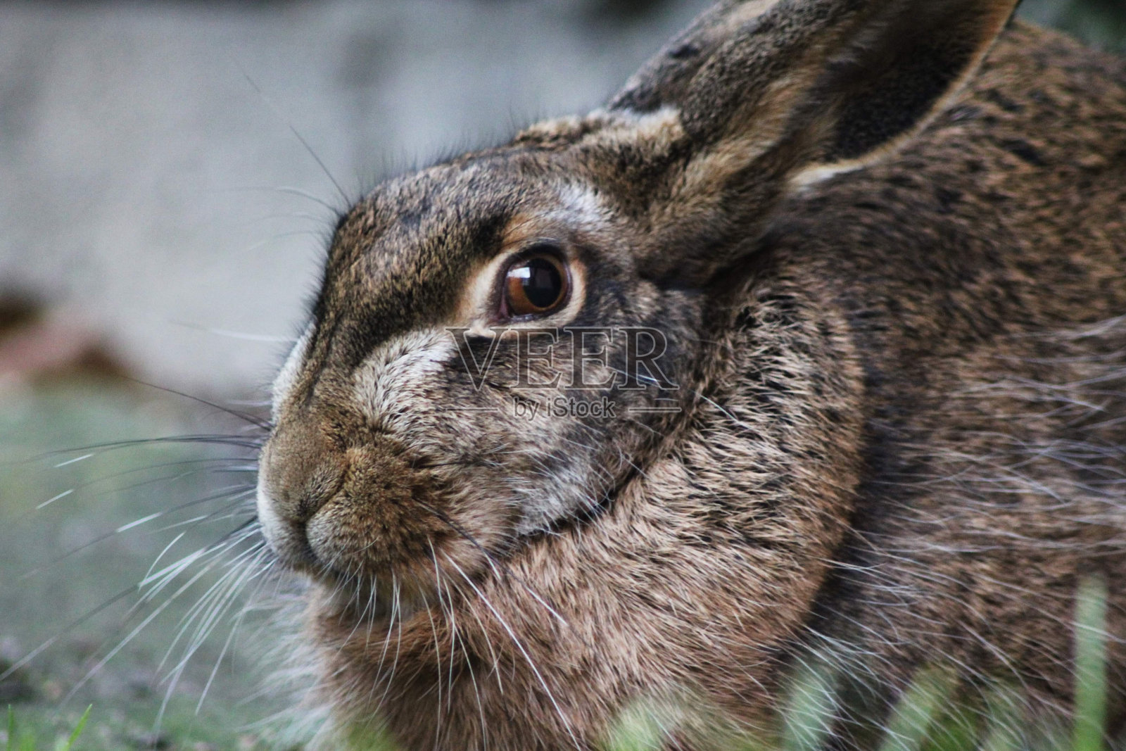 一只野兔照片摄影图片