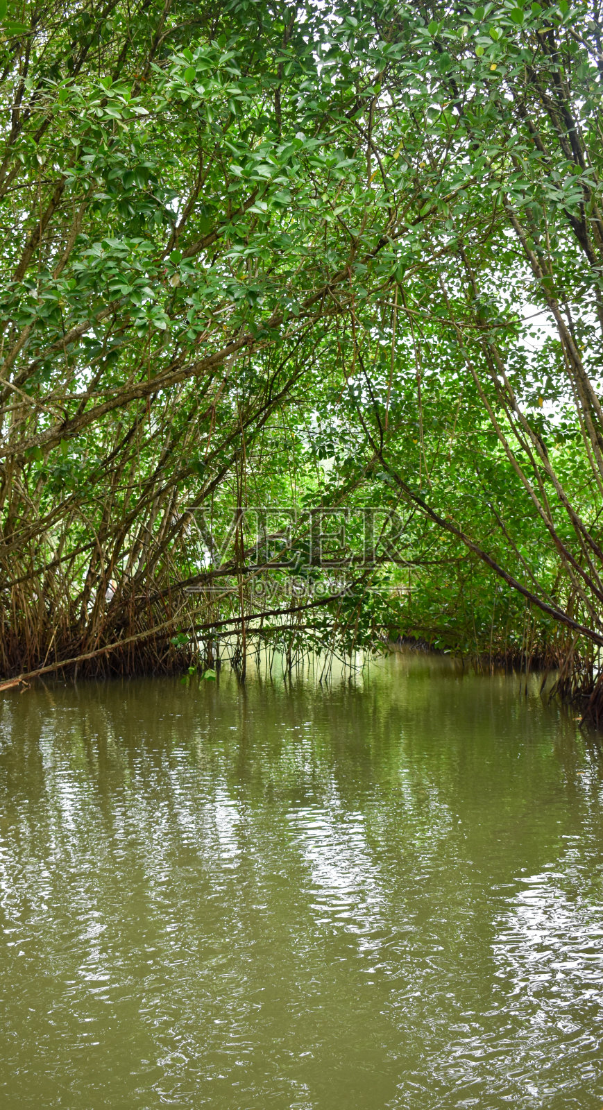 喀拉拉邦死水区的红树林照片摄影图片