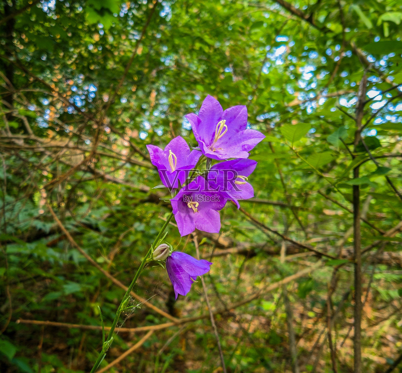 紫色的桃叶风铃花照片摄影图片