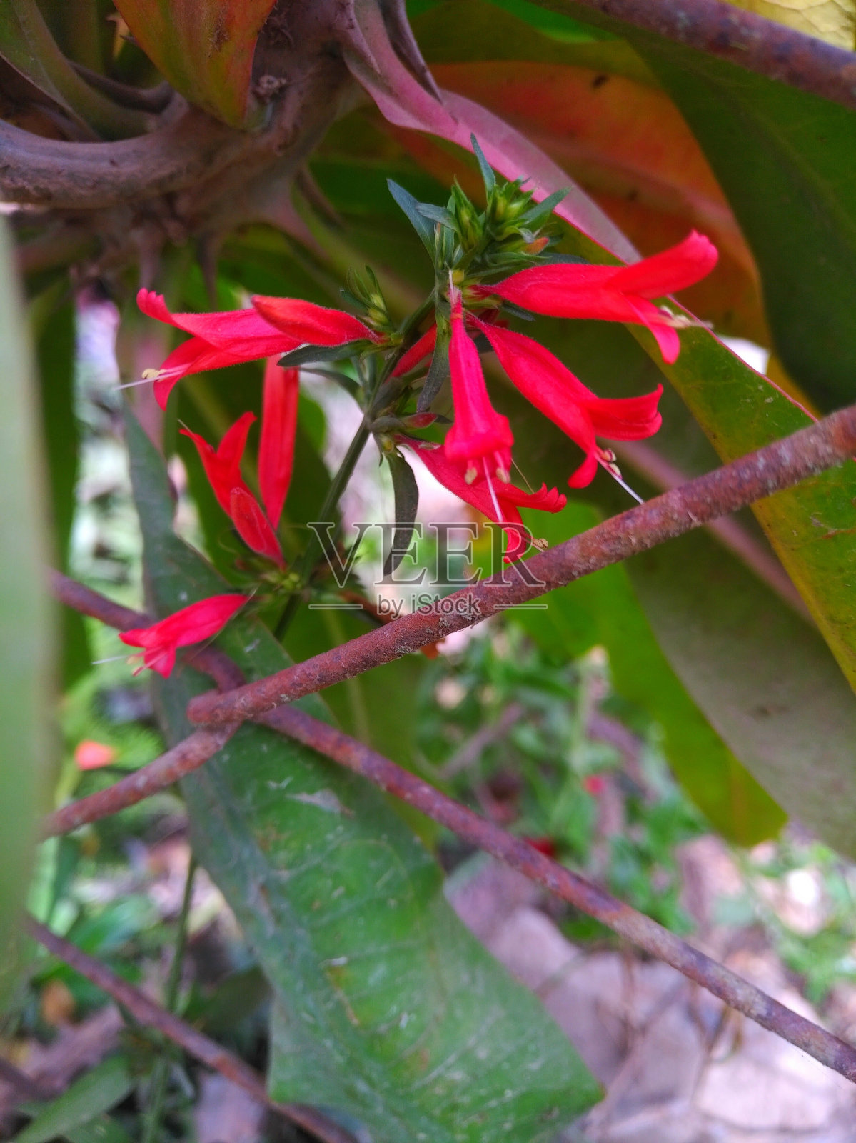 红色的花照片摄影图片