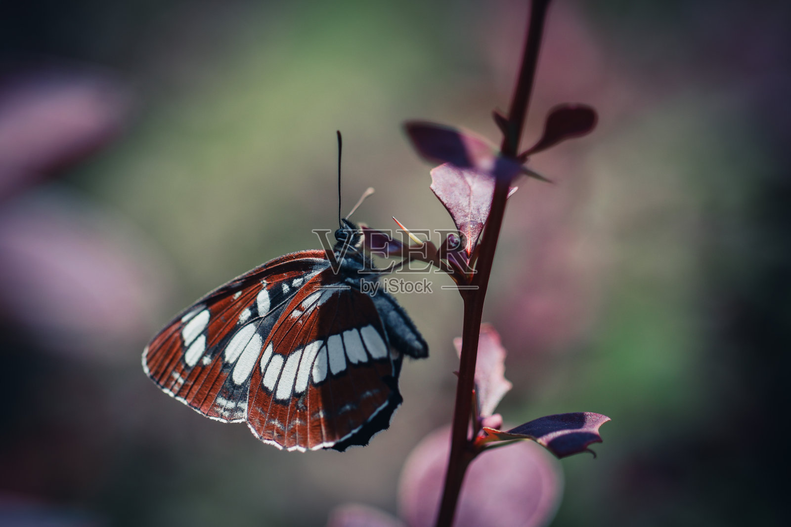 蝴蝶照片摄影图片