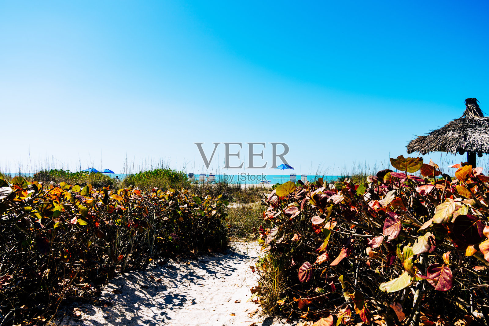 海滩上树叶的特写照片摄影图片