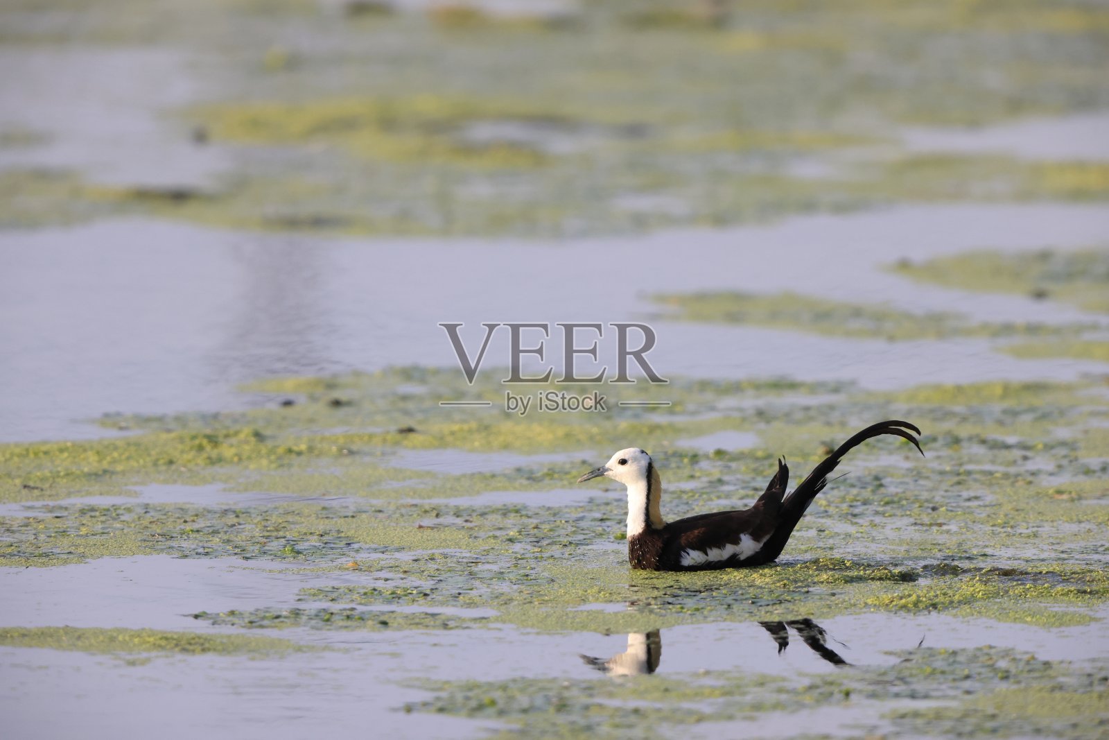 日本的野雉照片摄影图片