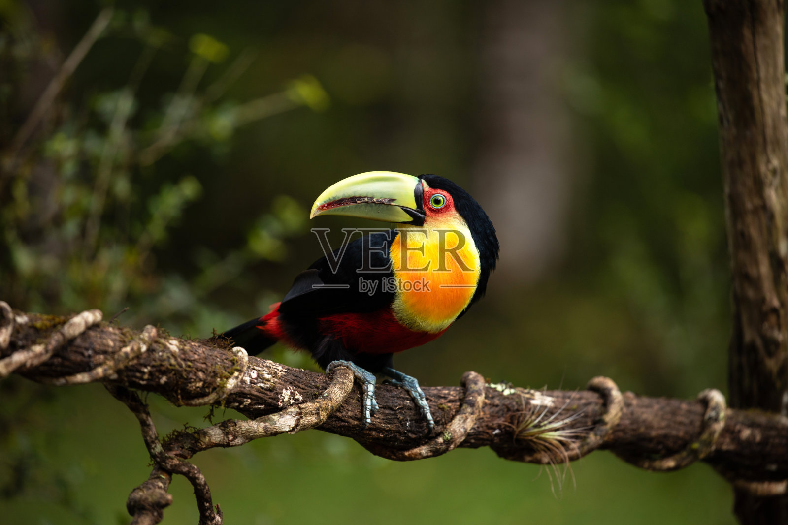 自然栖息地的绿嘴巨嘴鸟。照片摄影图片