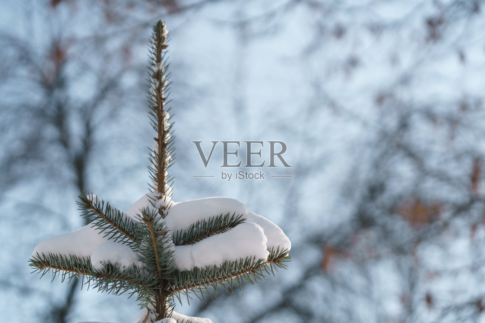 城市里的云杉被大雪覆盖着照片摄影图片