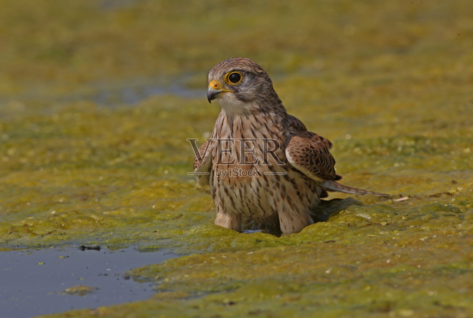 红隼(Falco tinunculus)照片摄影图片