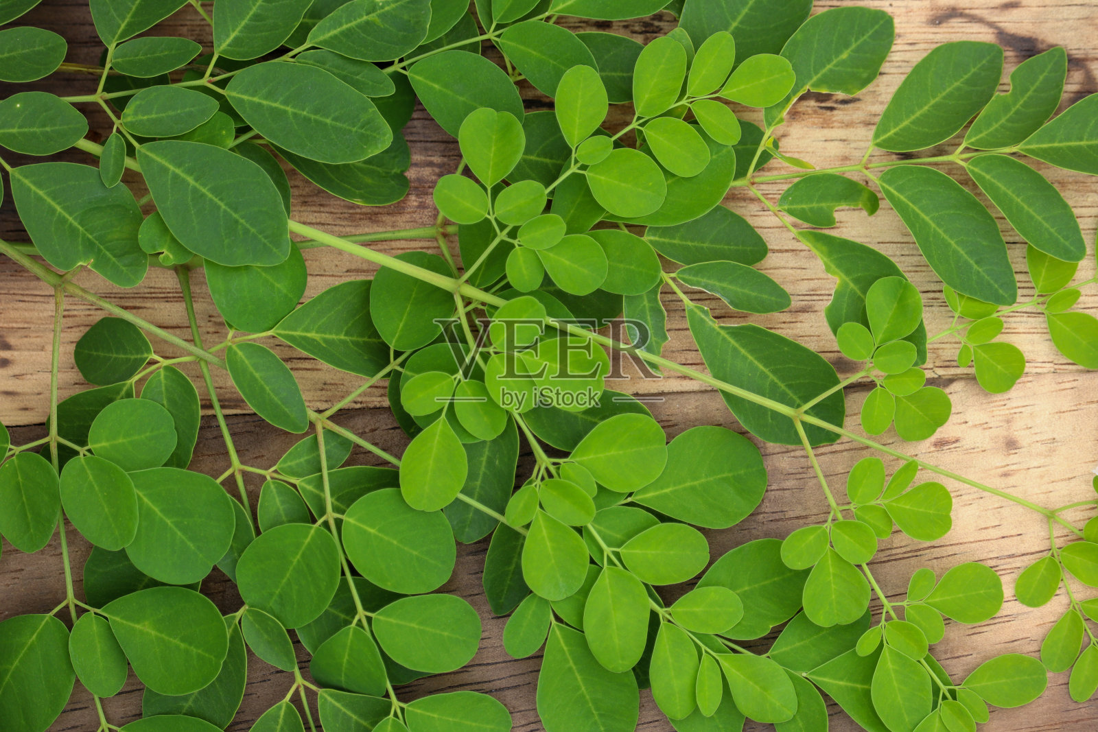 绿色的辣木叶背景用木块写着辣木超级食物照片摄影图片