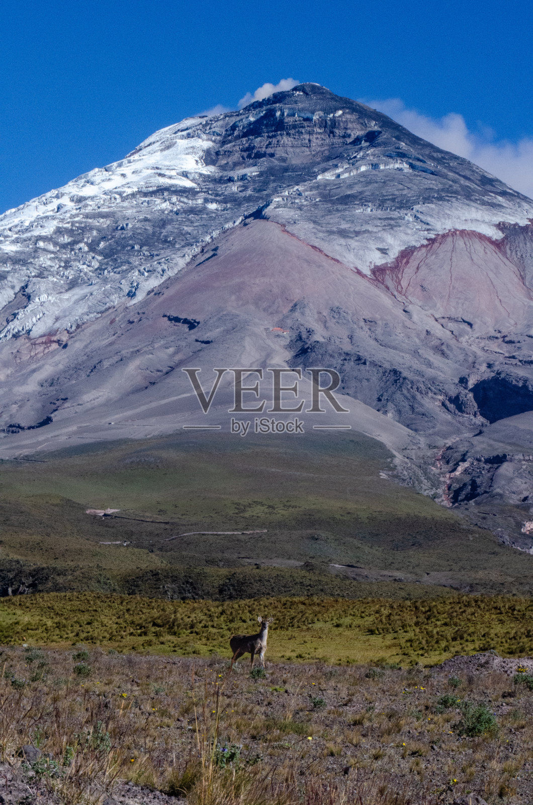 观察照片摄影图片