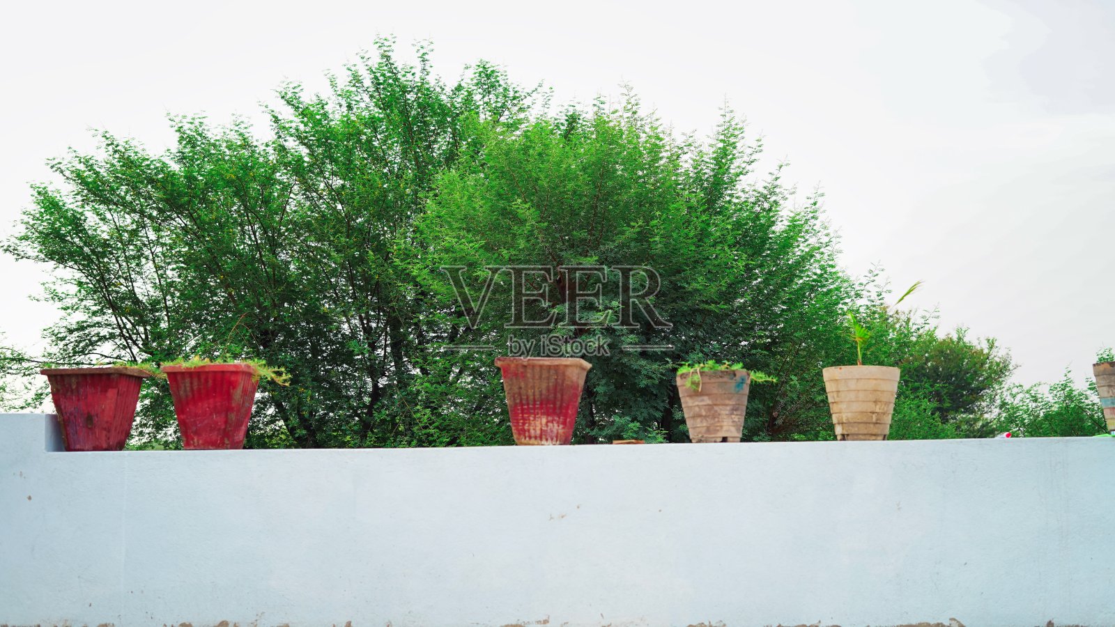 屋顶上有五彩缤纷的花盆景观观景，室外有花盆露台。金合欢植物。白色地中海式生活空间。白色的波西米亚墙壁美学。照片摄影图片