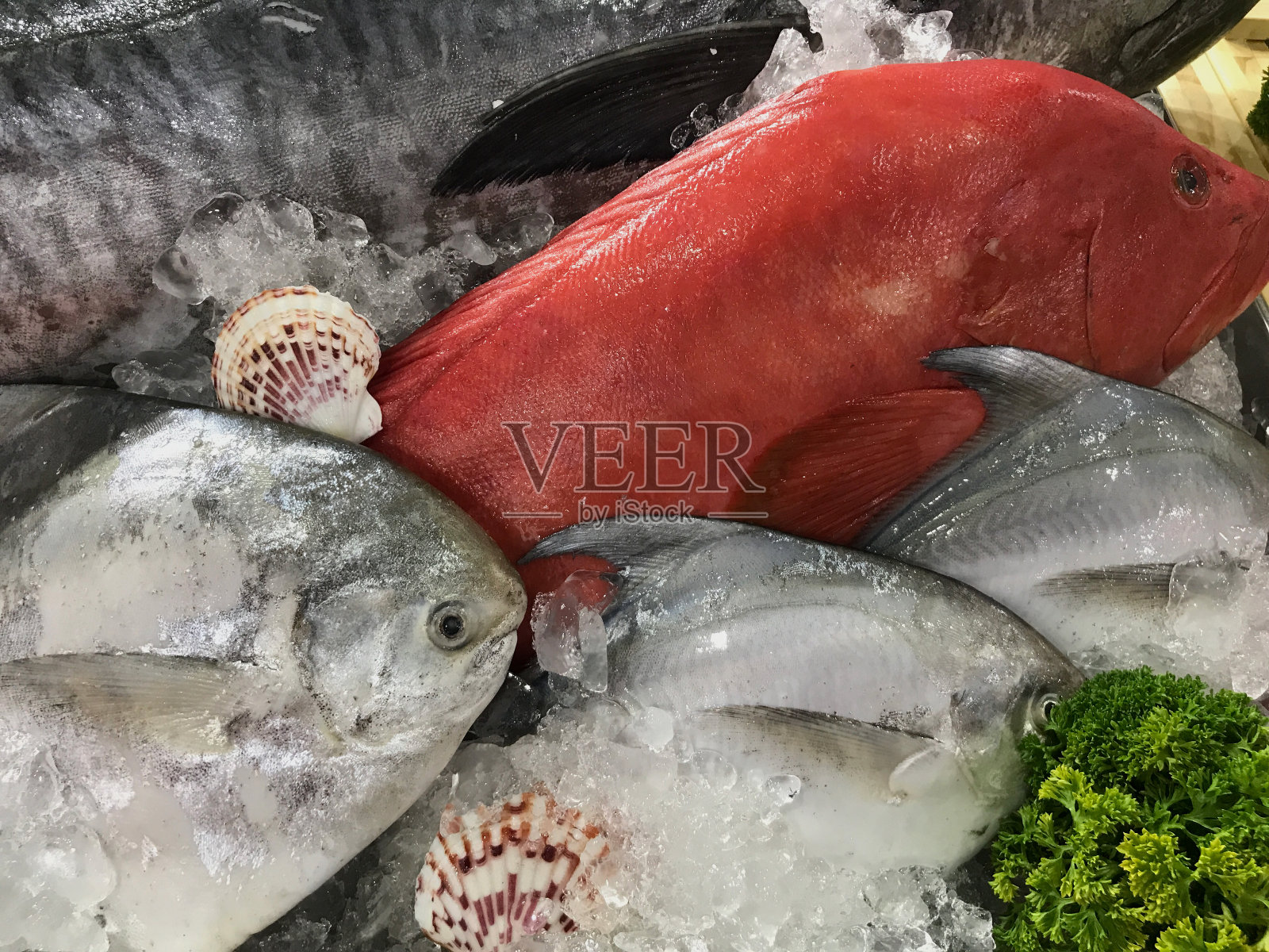 新鲜的海鲜，如鱼，虾，贝类，鱿鱼，精美地摆放在冰上。照片摄影图片