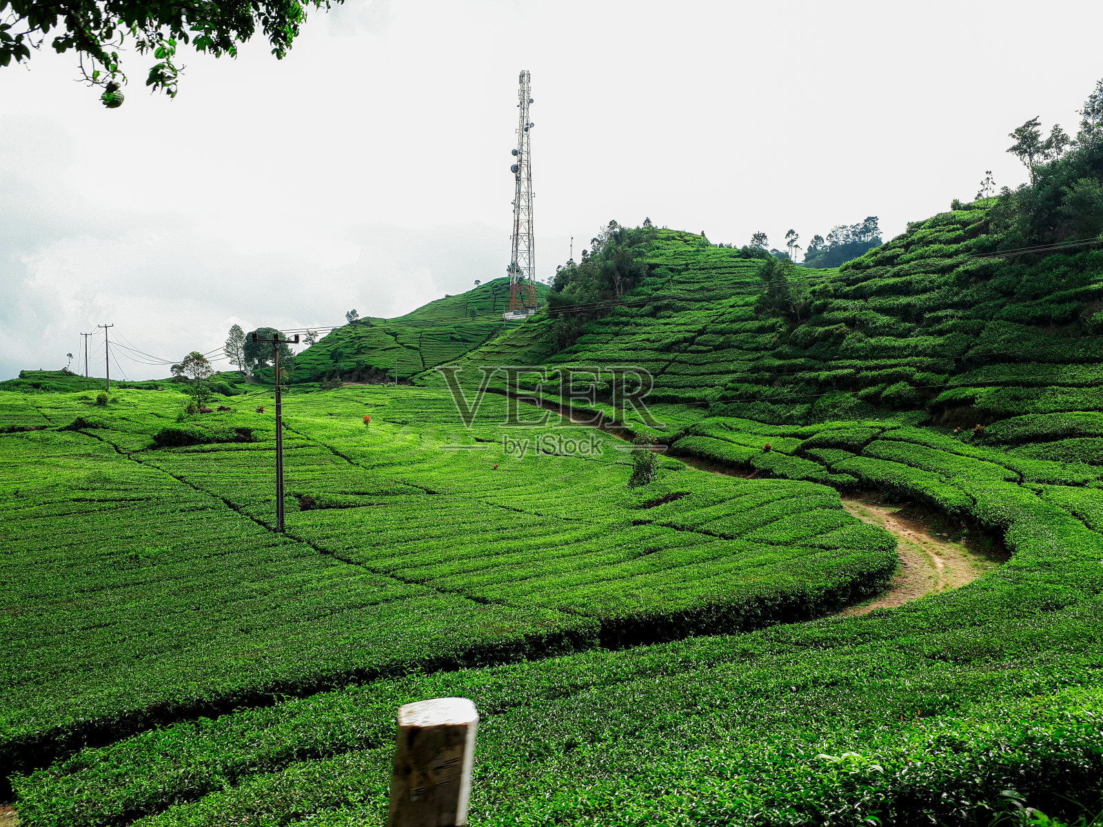 印度尼西亚万隆高地的茶园照片摄影图片