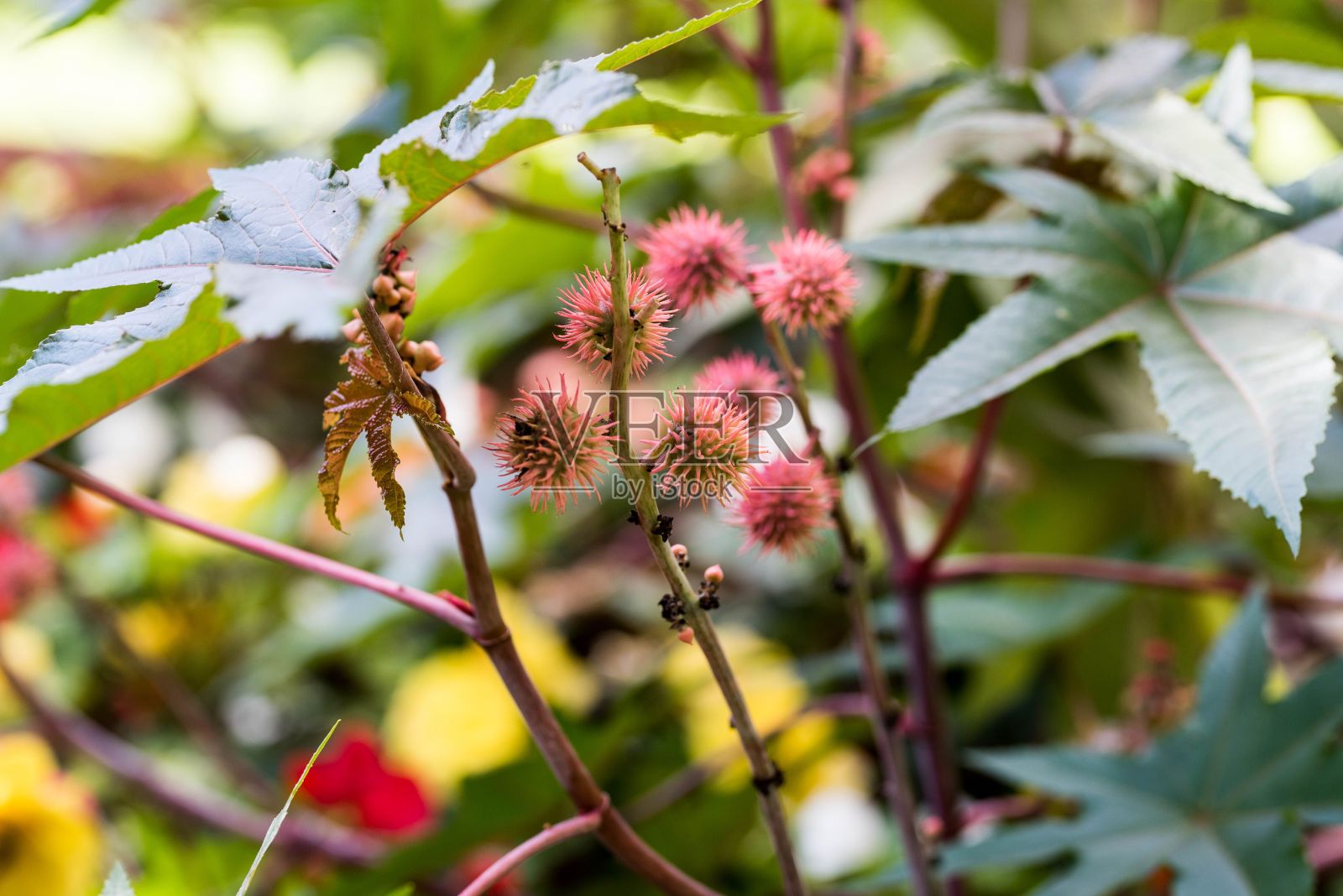 蓖麻(Ricinus)植物的粉色花朵照片摄影图片
