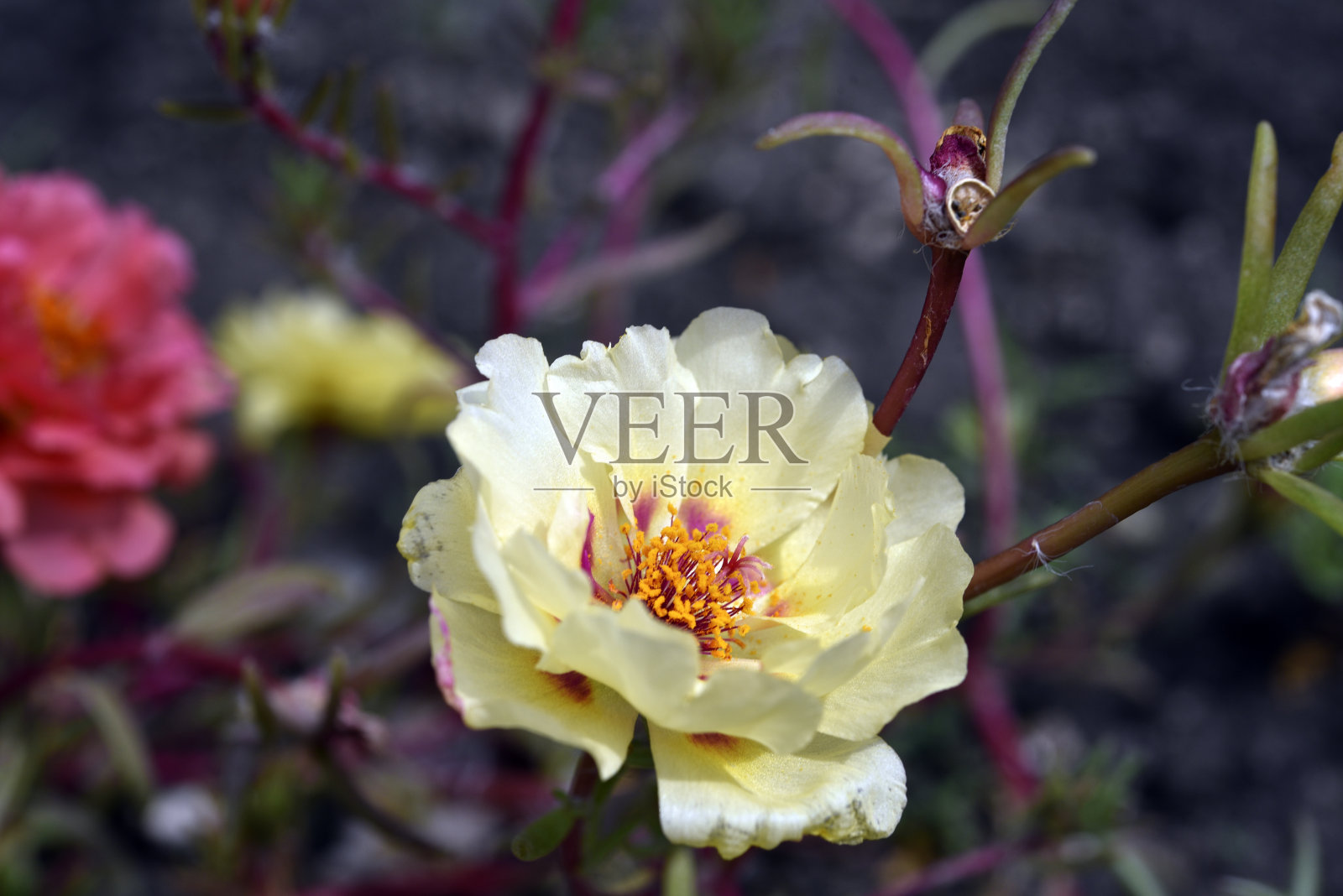 美丽的马齿苋花。马齿苋的大花。五彩缤纷的鲜花。照片摄影图片