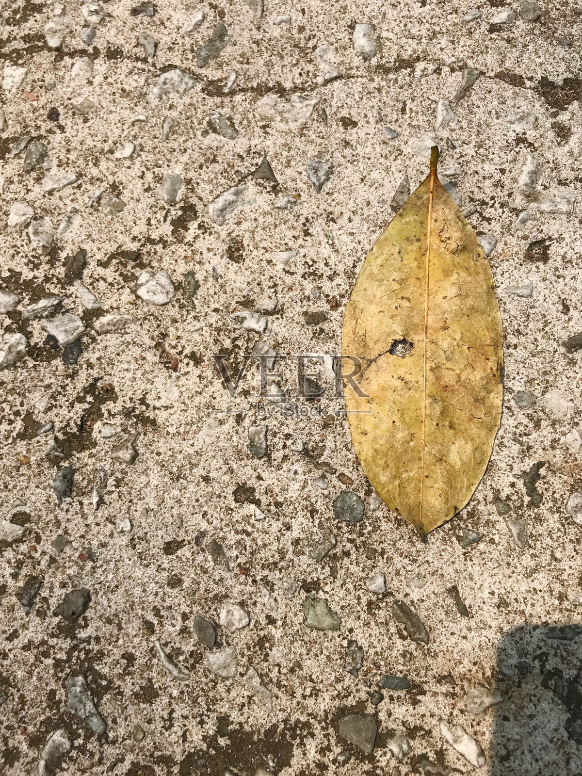 树落与复制空间，纹理图案背景概念照片摄影图片