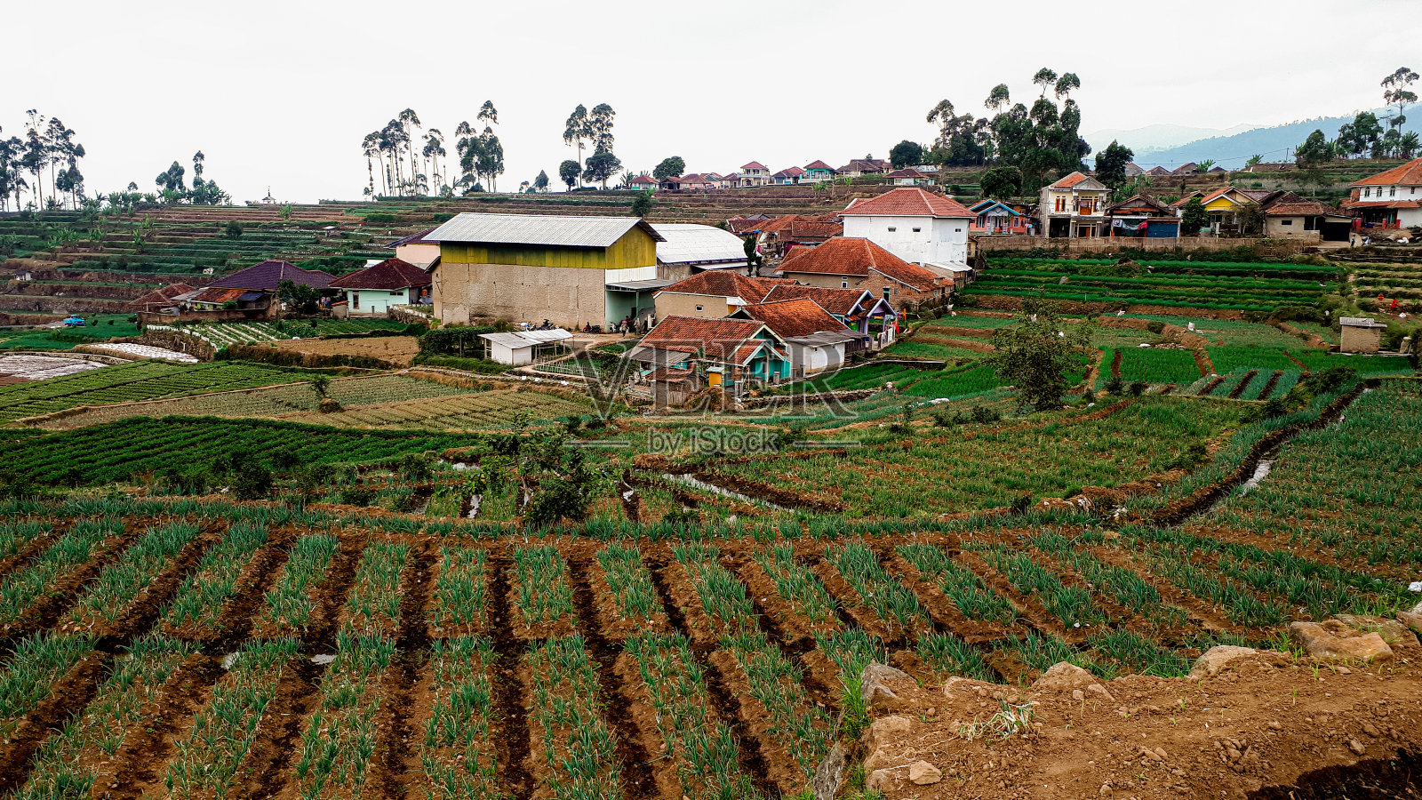 印度尼西亚一个小村庄的梯田耕作照片摄影图片