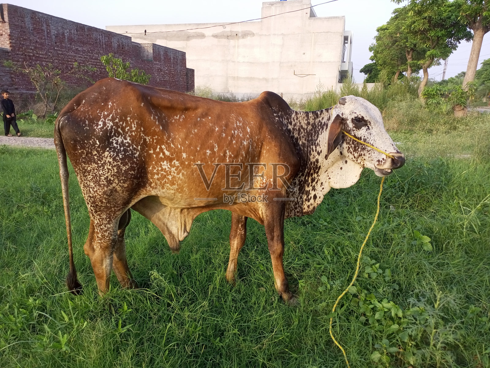 公牛照片摄影图片