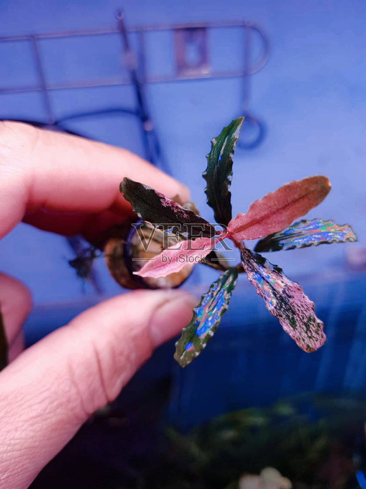 杂七杂八属植物照片摄影图片