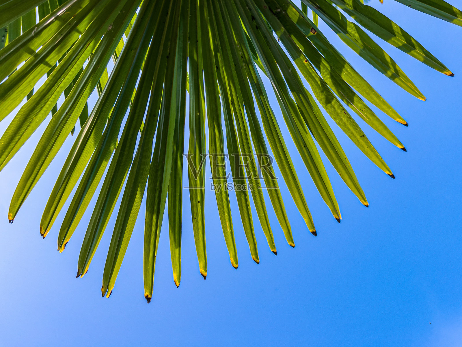 扇棕叶映蓝天，下观照片摄影图片