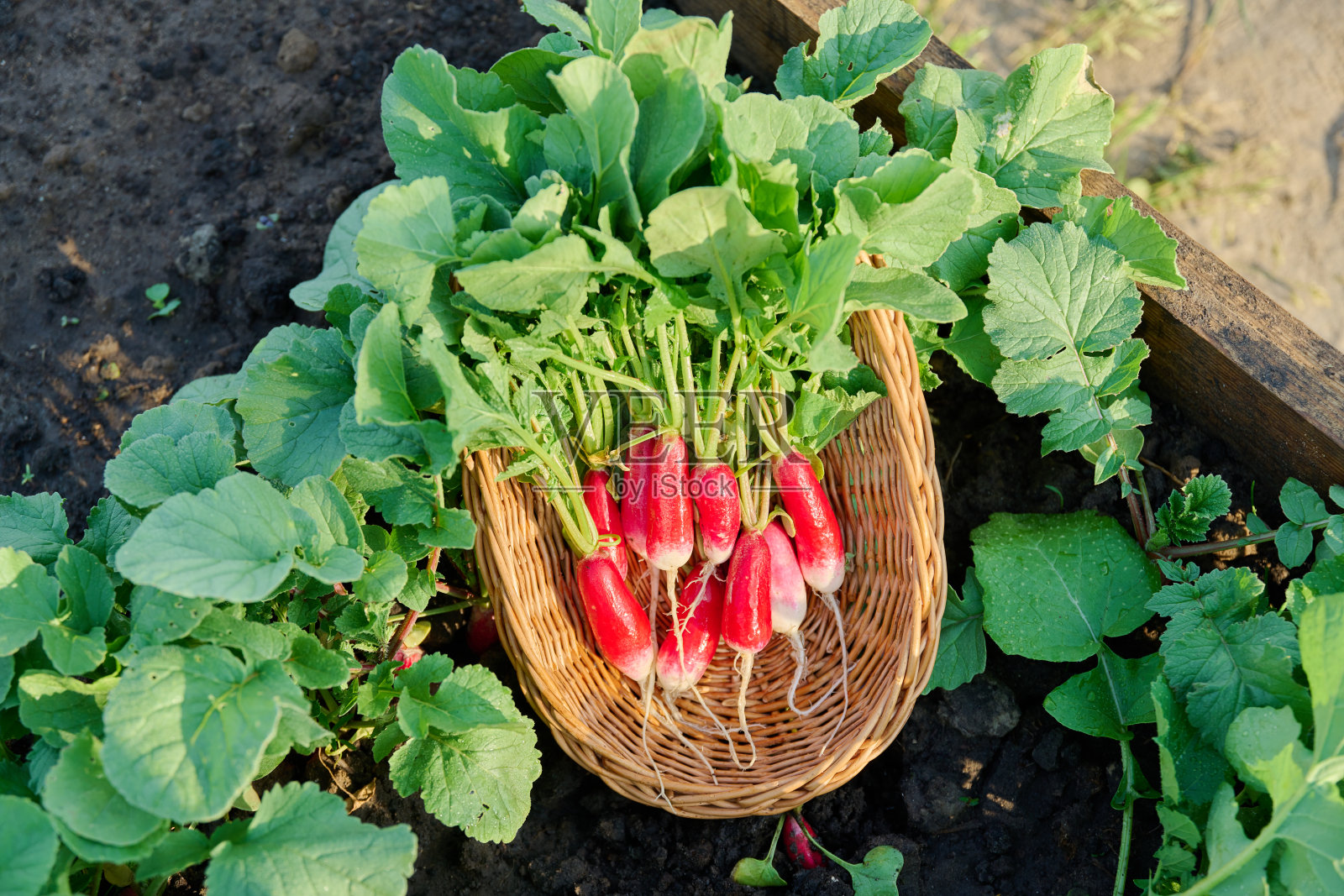 近距离柳条碗与新鲜收获的萝卜在床上，在土壤照片摄影图片