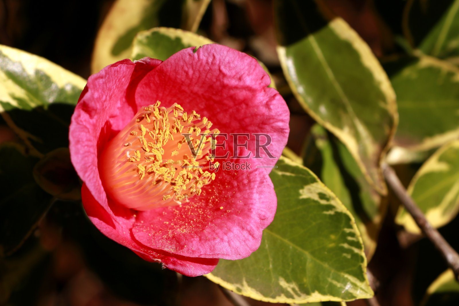 特写中的红花照片摄影图片