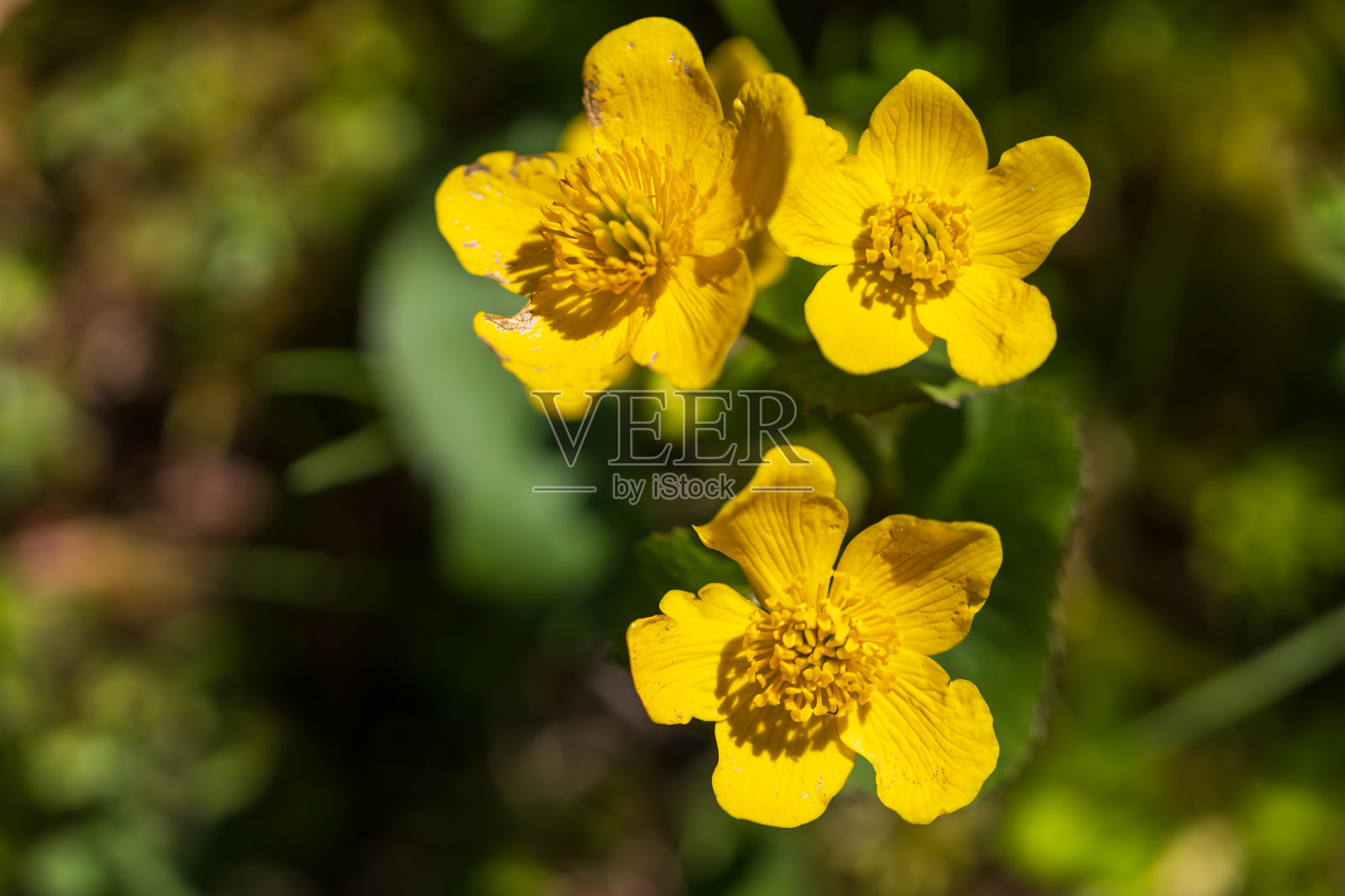 黄花-草甸上长着绿叶的Caltha palustris花。照片摄影图片