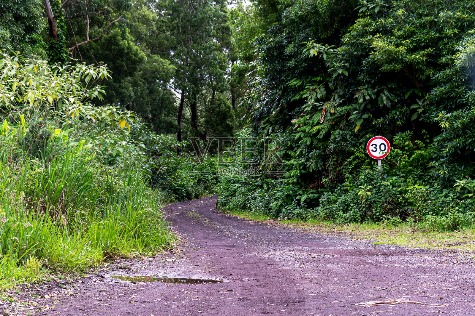 丛林土路照片摄影图片