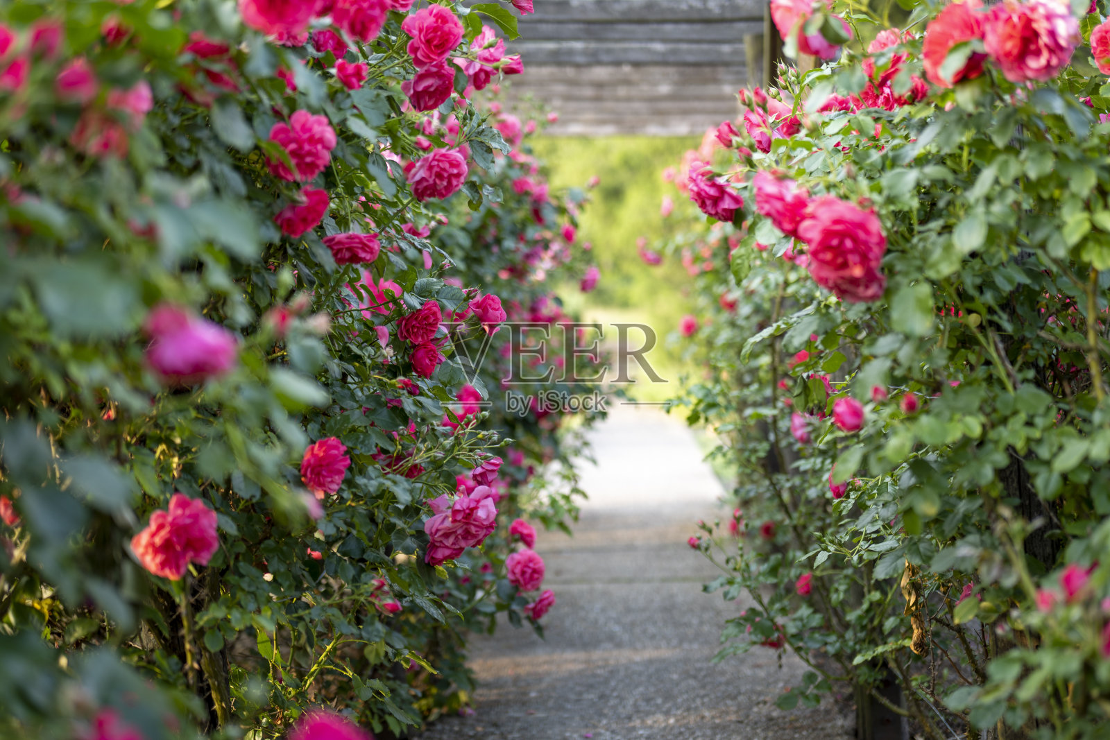 木制的藤架上长满了美丽的粉红色玫瑰。木质园林支撑结构。格子。玫瑰花园。Chorzow，西里西亚公园。照片摄影图片