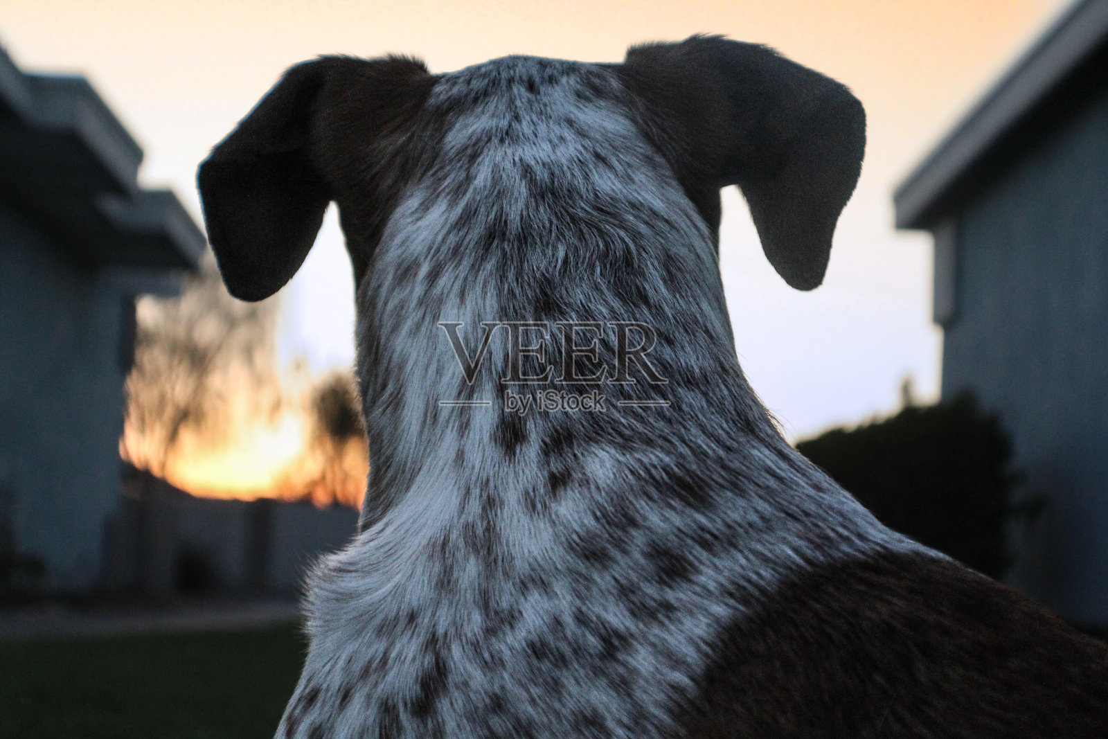 狗狗看日落照片摄影图片