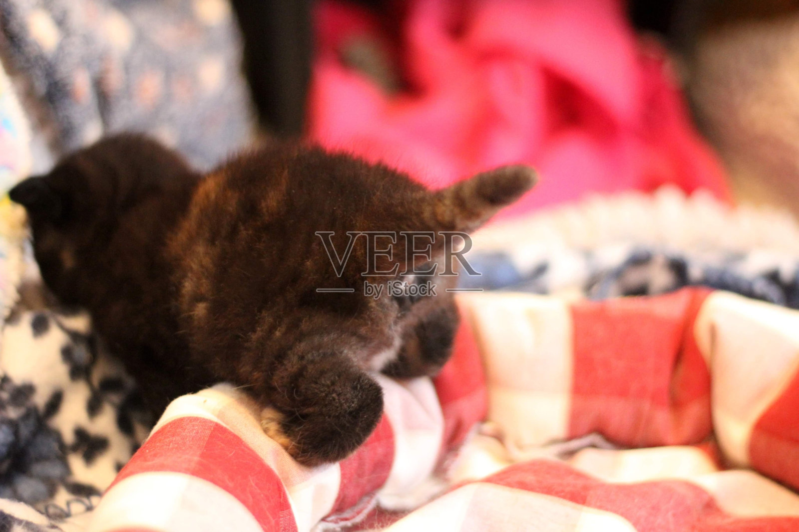 小猫屁股照片摄影图片