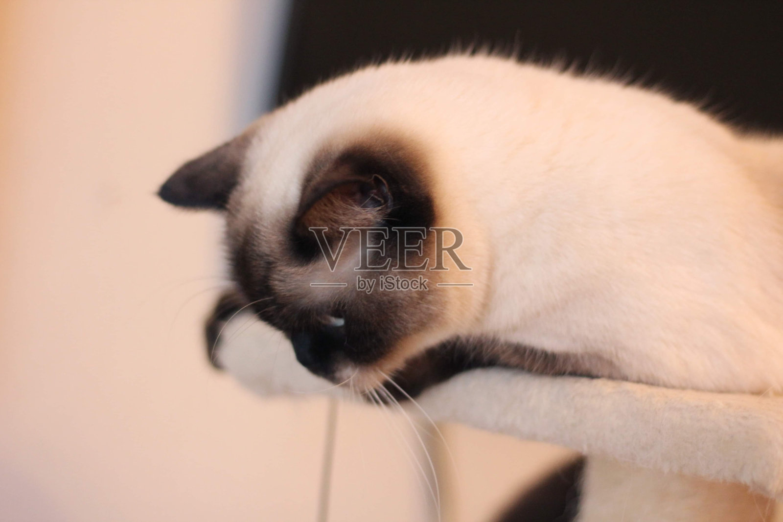 一只英国短毛猫照片摄影图片