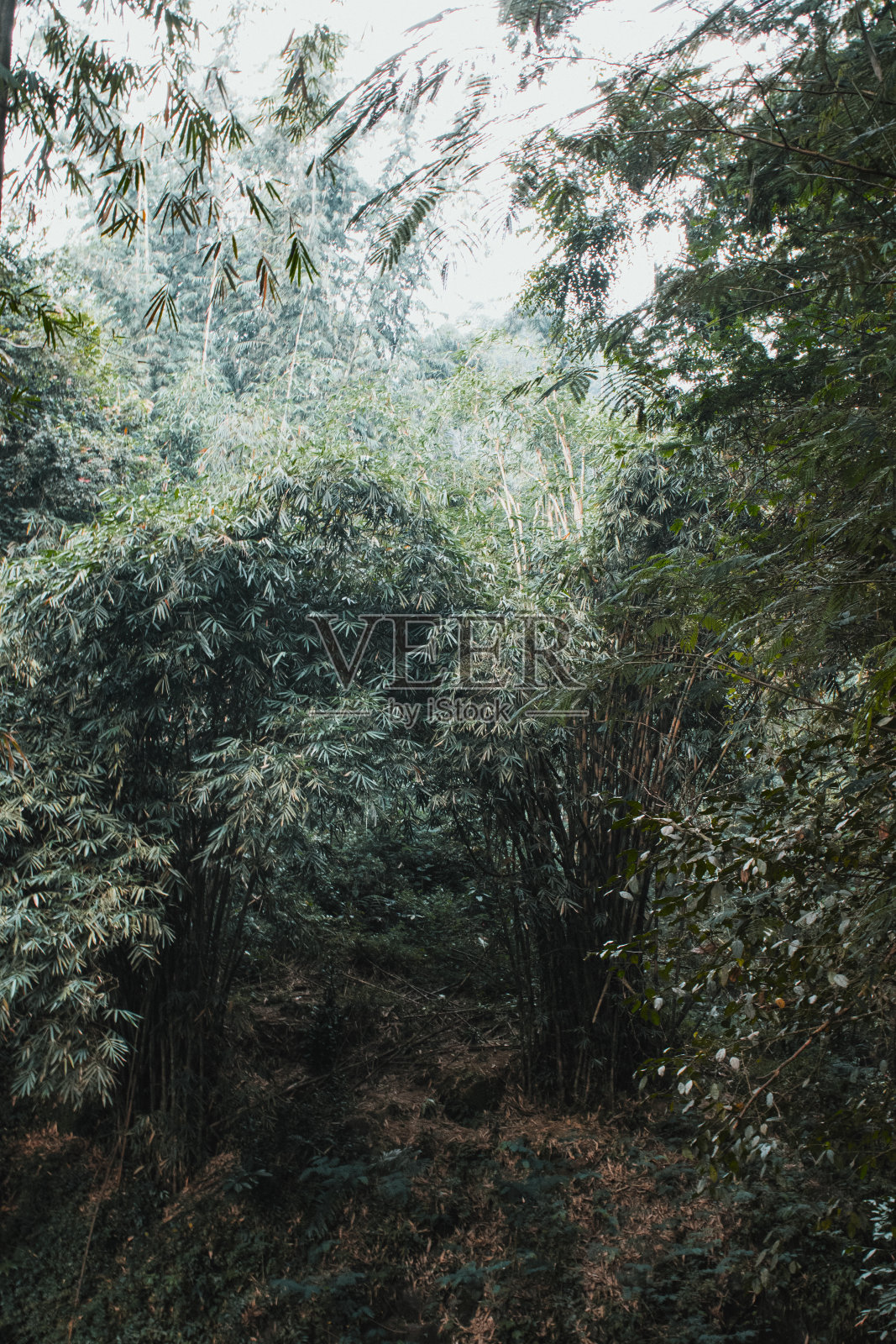 在热带森林里，竹子环绕着我们照片摄影图片