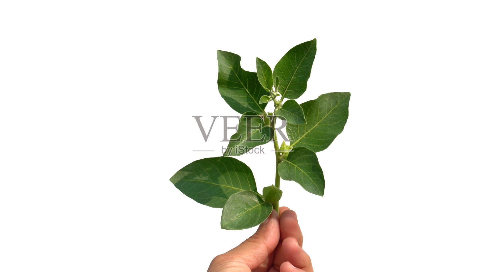 Withania somnifera植物被称为Ashwagandha。印度人参草药，毒醋栗，或冬樱桃。照片摄影图片