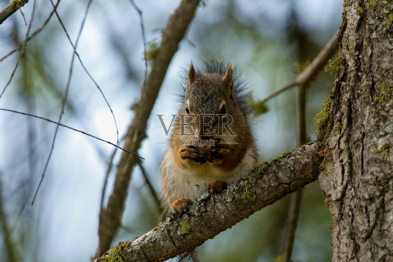 吃坚果的红松鼠照片摄影图片