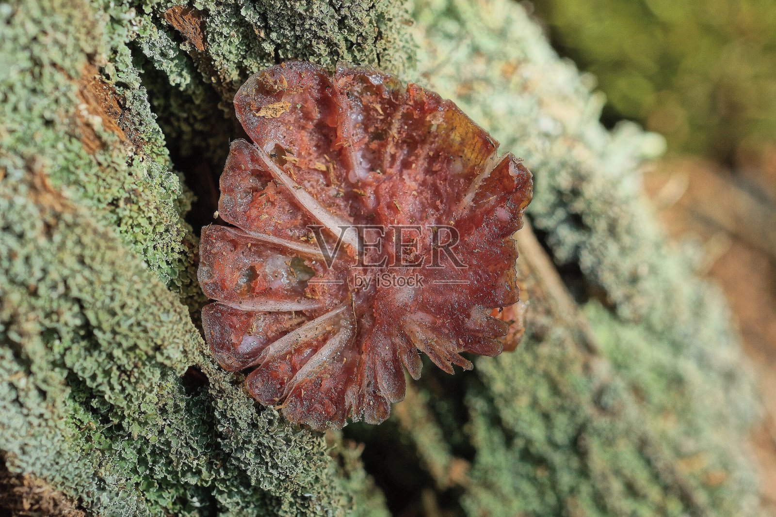 一块圆形的红色腊肠，背景是青苔照片摄影图片