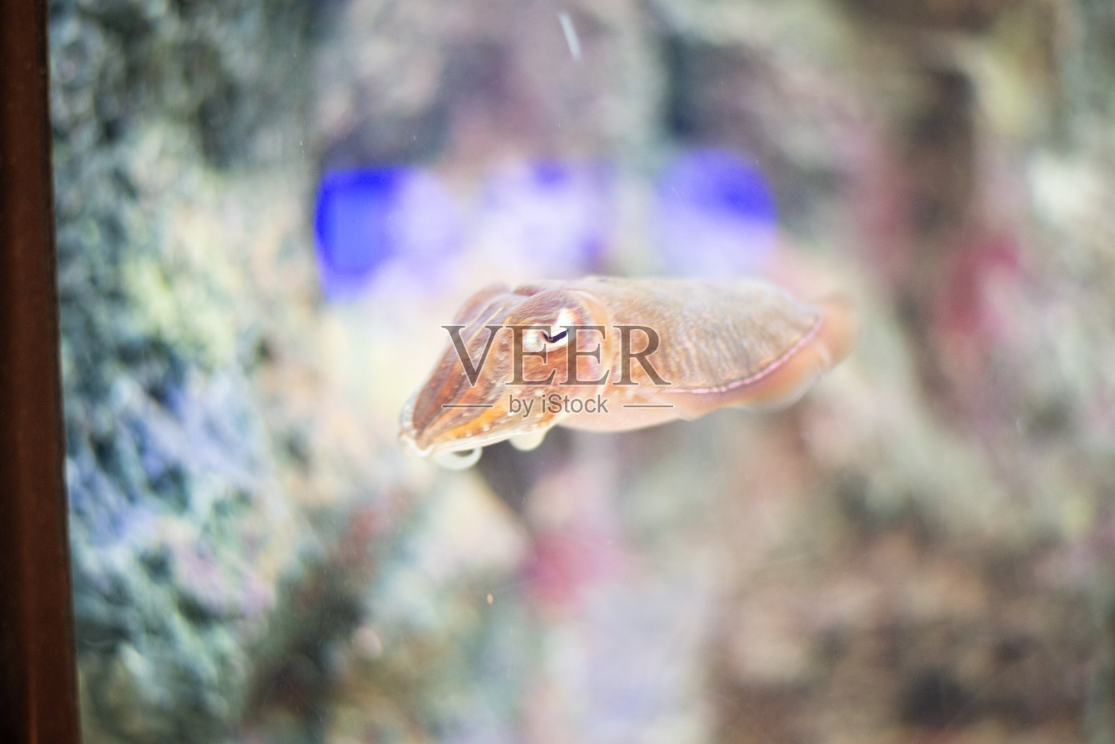 鱼在水下。照片摄影图片