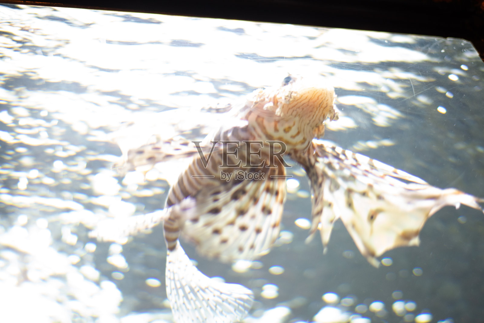 鱼在水下。照片摄影图片