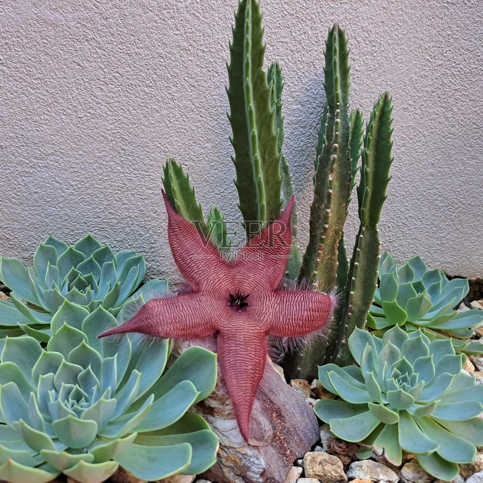 一个仙人掌植物和一个粉红色的海星在一个小绿色和棕色的花园照片摄影图片