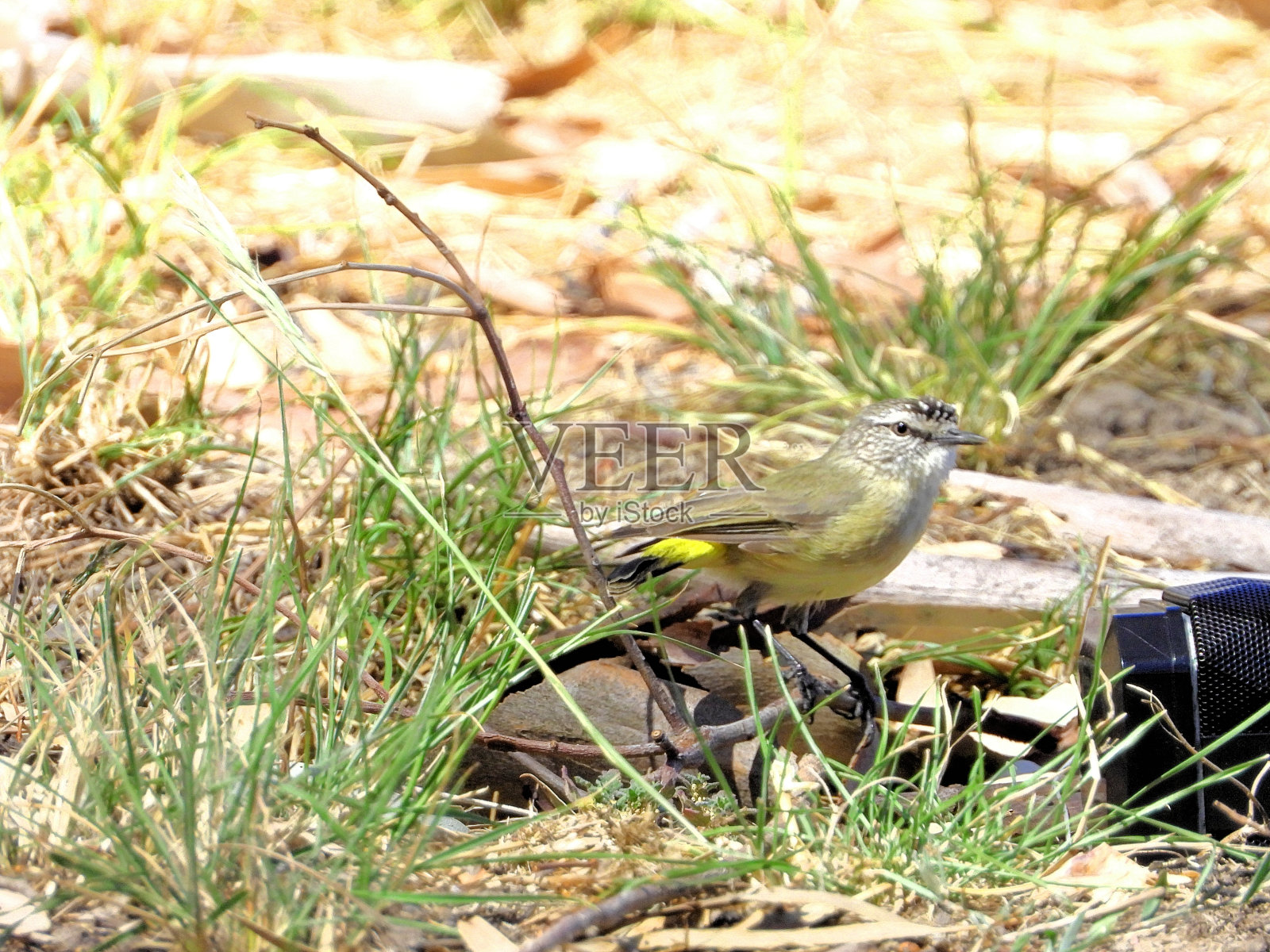 澳大利亚维多利亚的Barmah照片摄影图片