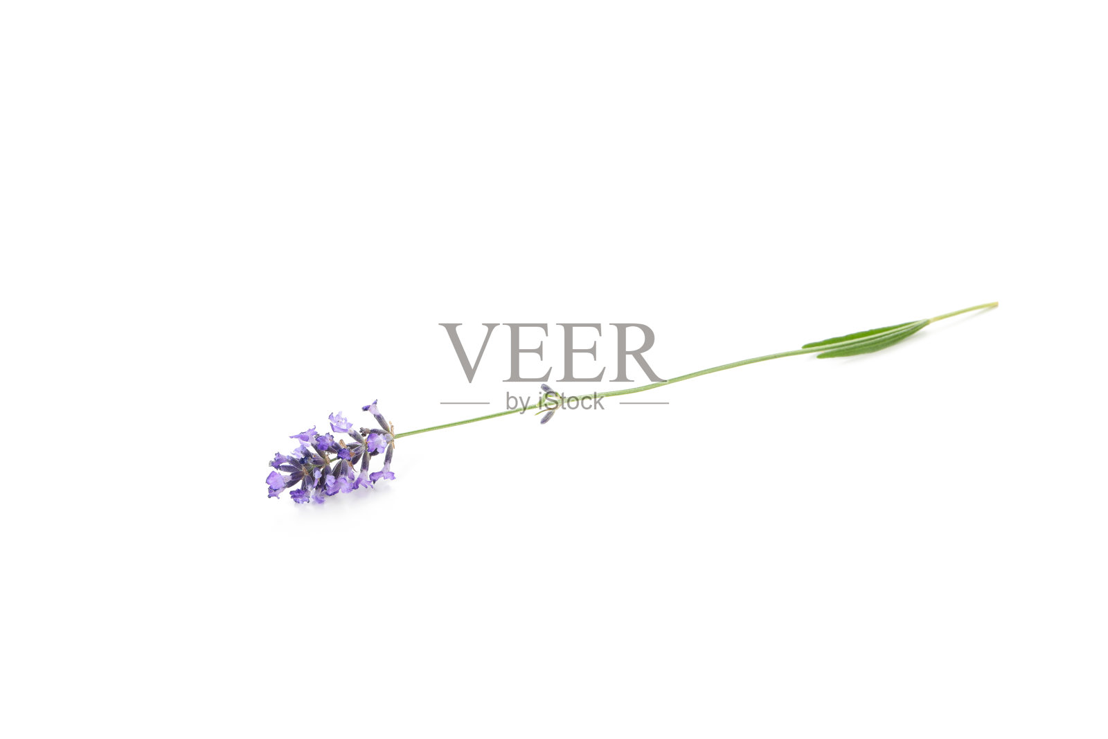 美丽的薰衣草花孤立在白色的背景照片摄影图片