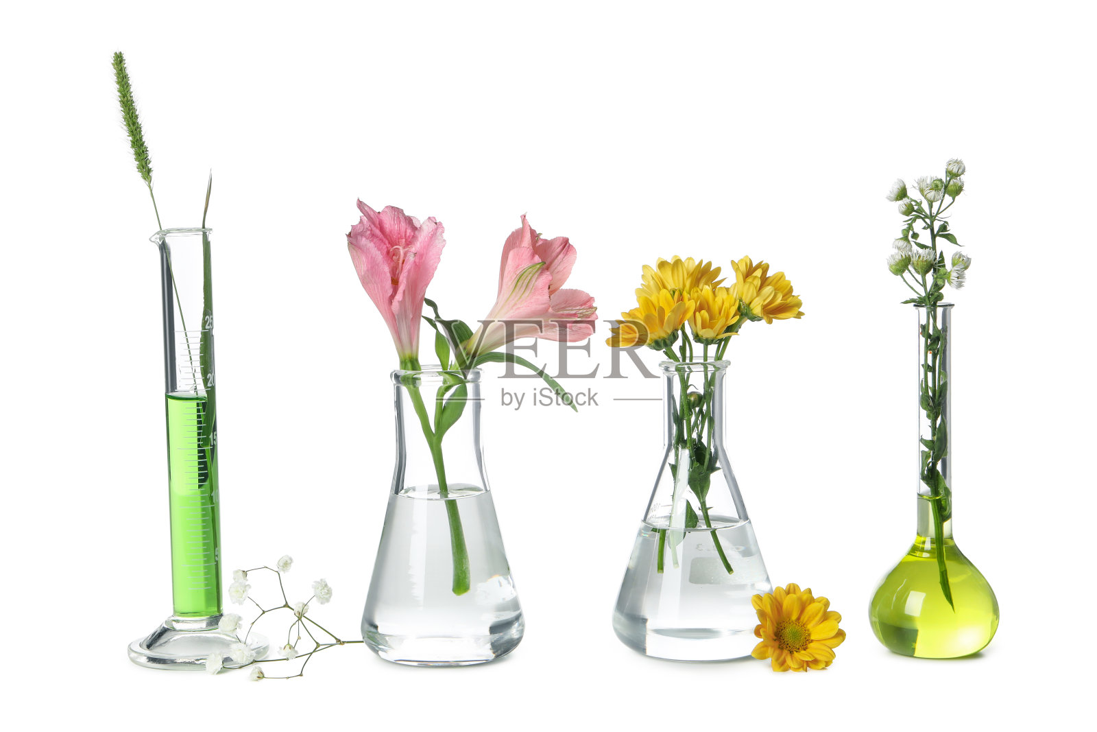 生物学研究的概念，试管和白色背景上分离的花朵照片摄影图片