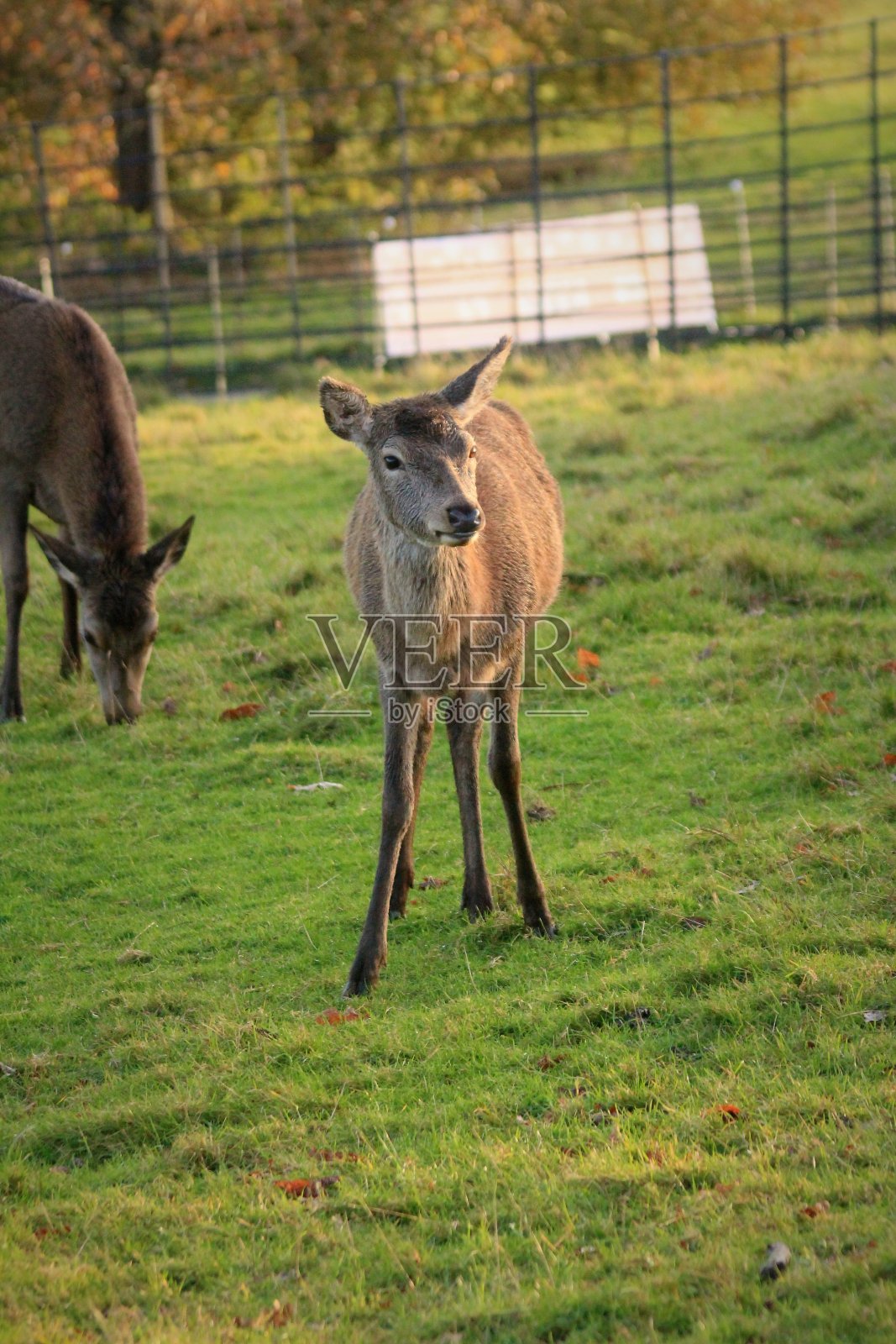 马鹿放牧照片摄影图片