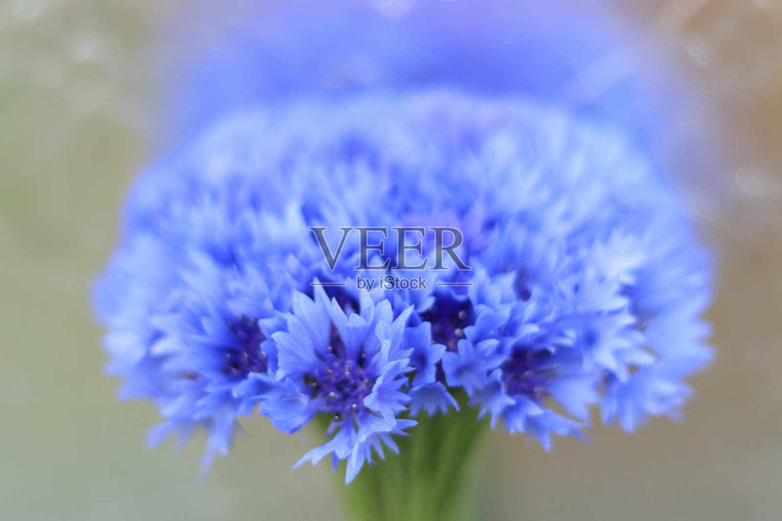 矢车菊特写。浅纹理。照片摄影图片