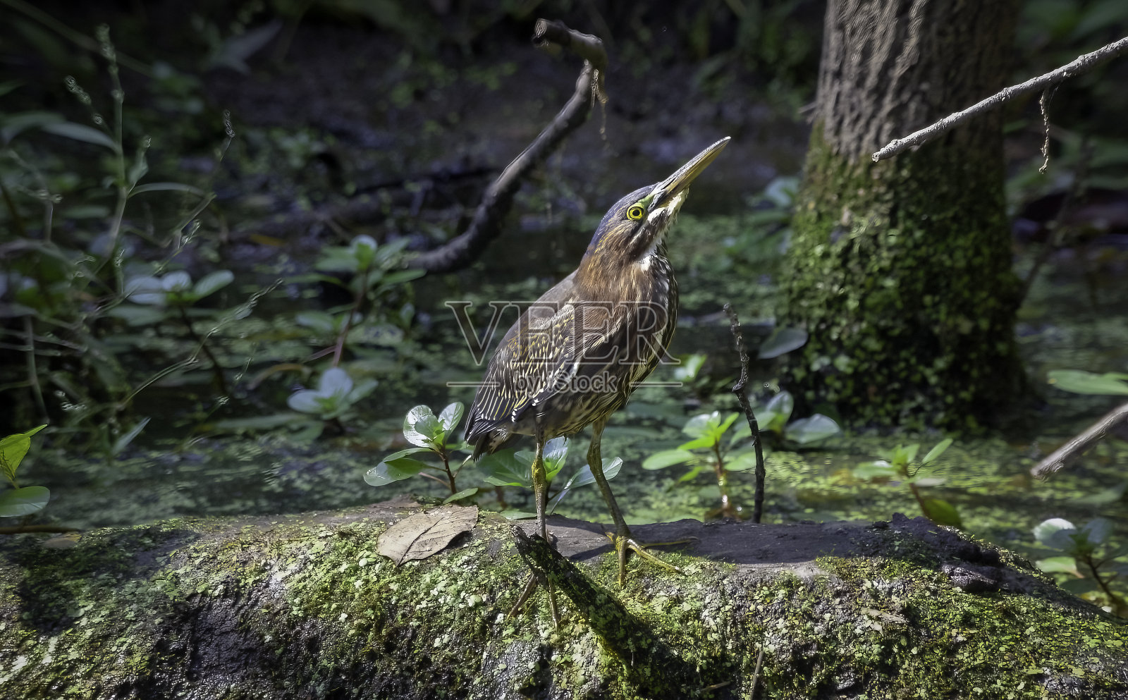 绿苍鹭抬头看照片摄影图片