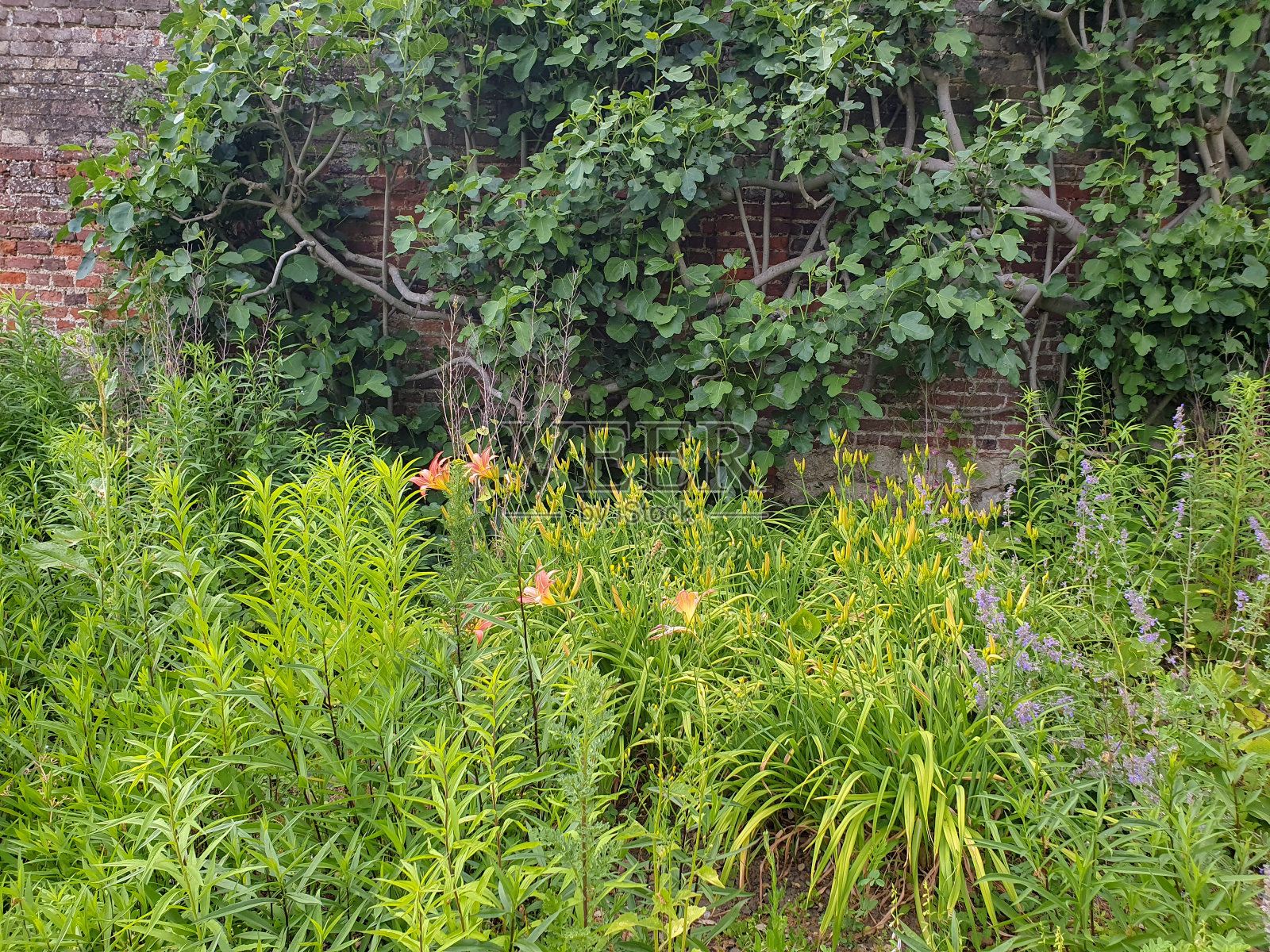 在一个历史悠久的地方，砖墙前有一棵小小的绿色植物和鲜花照片摄影图片