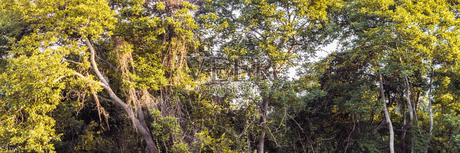 全景巨大郁郁葱葱的皇冠高大的树干丛林常绿的森林绿黄树天空背景。夏天的一天时间壁纸查看景观早晨的阳光照片摄影图片