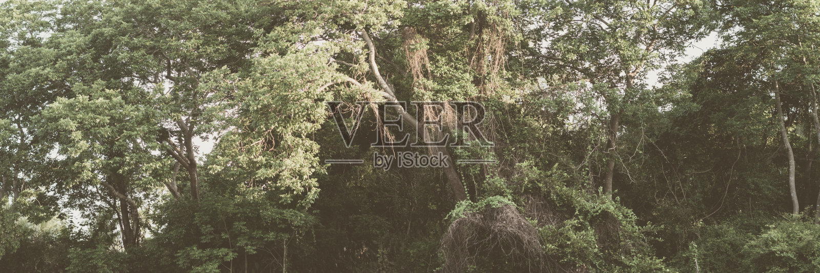 全景巨大郁郁葱葱的皇冠高大的树干丛林常绿的森林绿黄树天空背景。夏日白天时间壁纸查看景观早晨阳光棕色淡复古哑光效果色调照片摄影图片