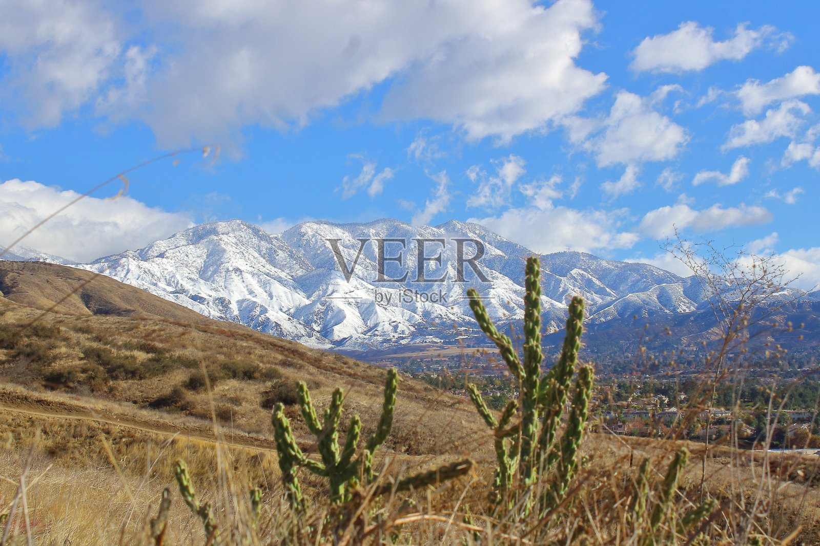 仙人掌和雪照片摄影图片