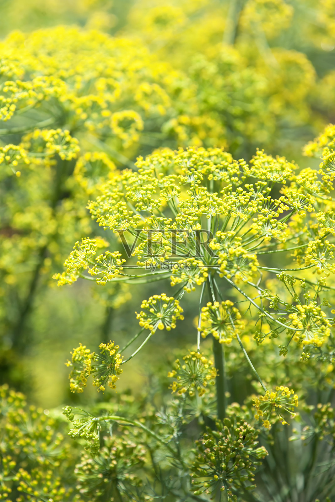 亚罗照片摄影图片