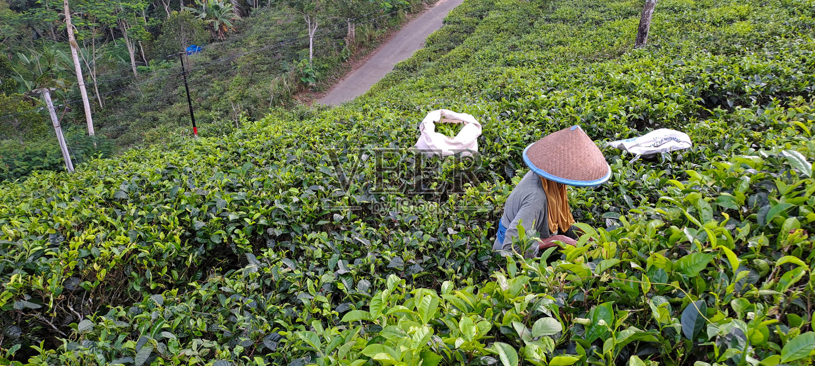 一位戴着竹帽的老妇人正在采摘茶叶照片摄影图片