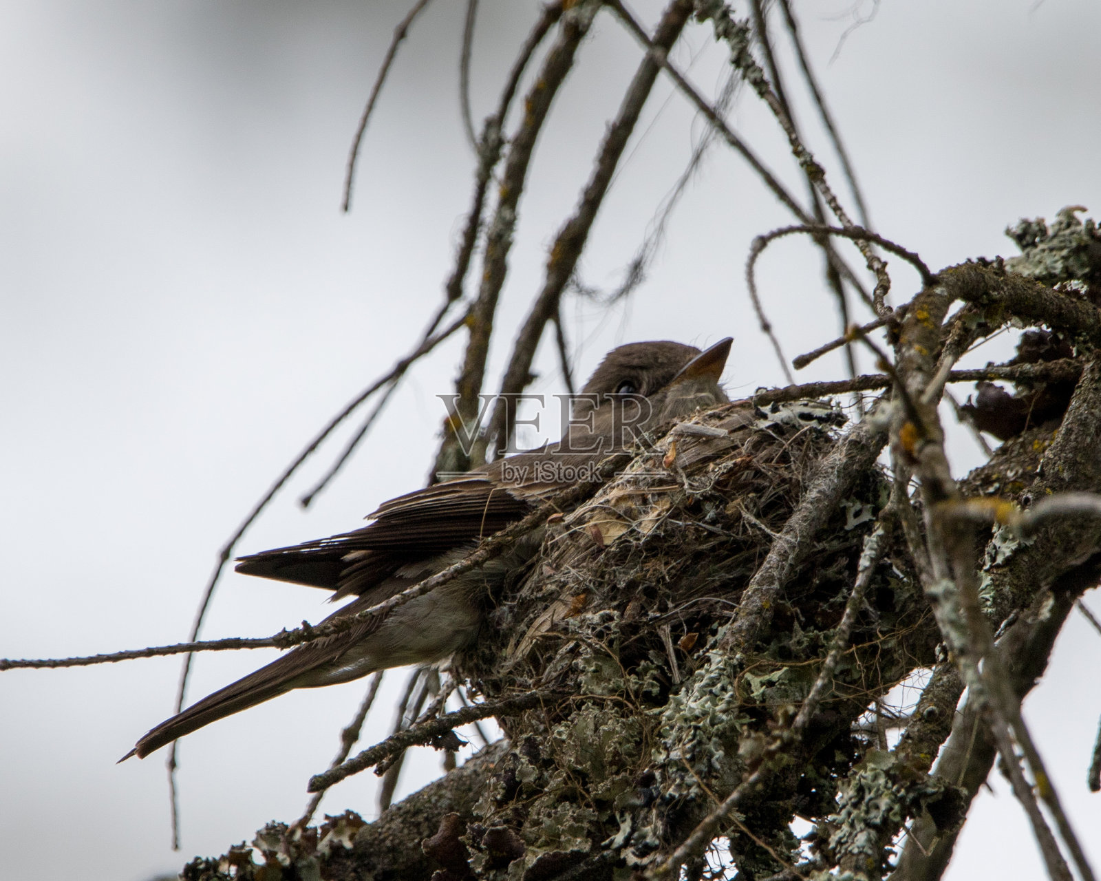 巢中有西洋木照片摄影图片
